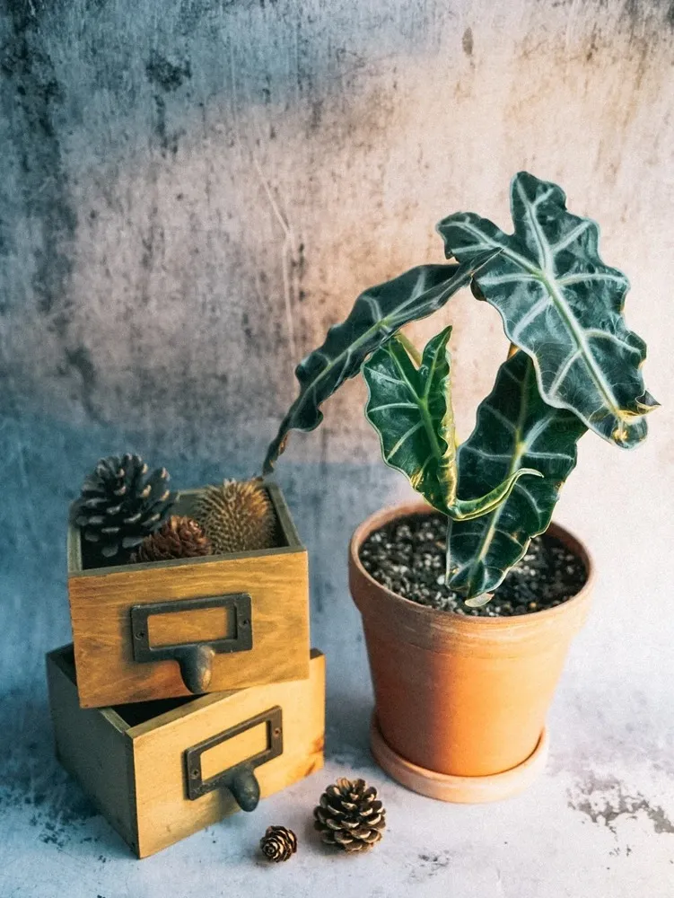 Small Alocasia Polly in a terracotta pot styled with pinecones and wooden drawers against a textured background.