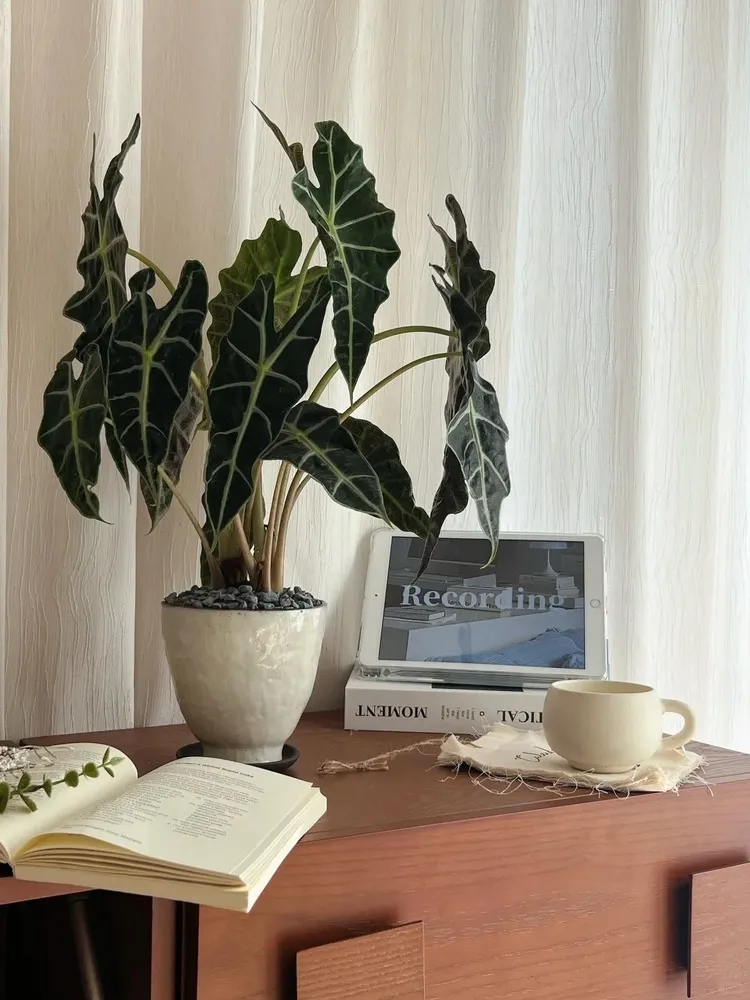 Alocasia Polly placed on a wooden desk beside an open book, a coffee mug, and an iPad, styled in soft natural light.