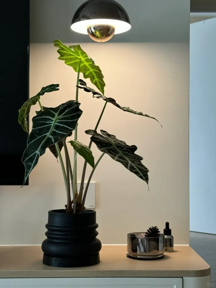 Alocasia Polly in a matte-black pot illuminated by a modern overhead lamp in a minimalist interior.