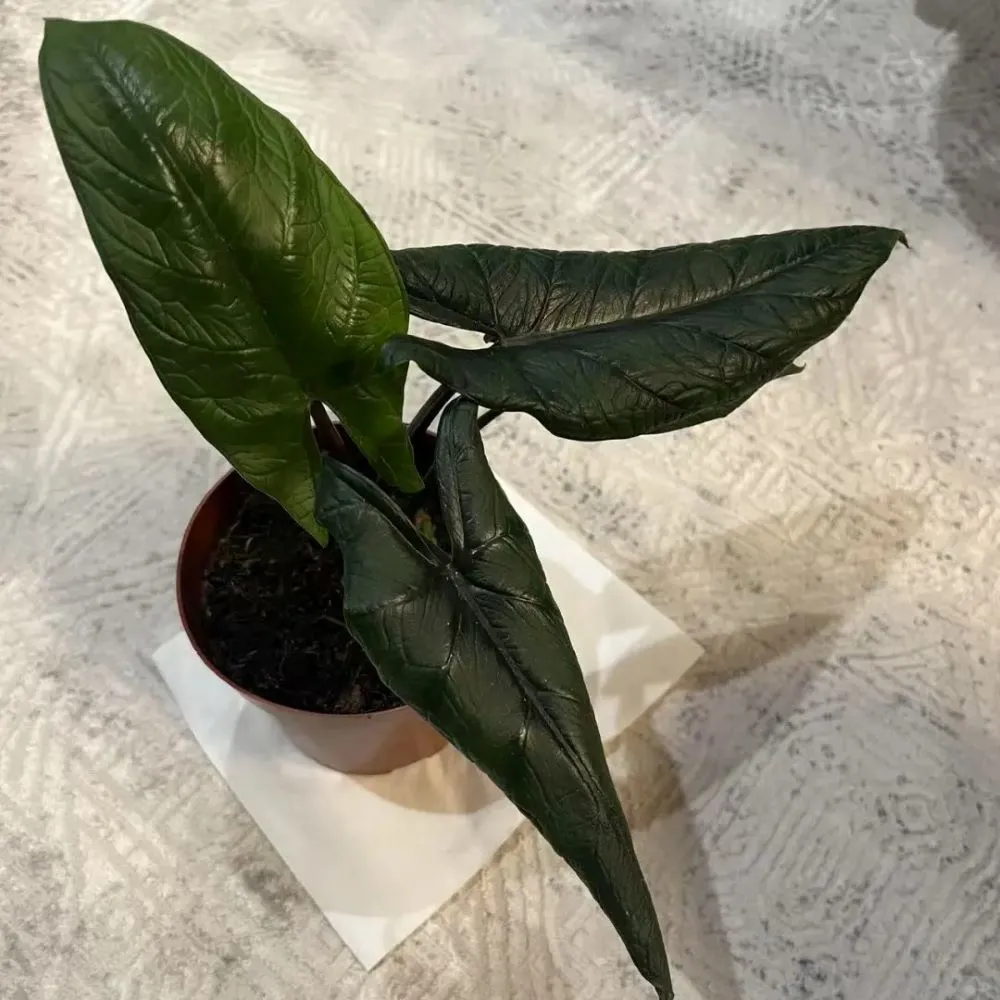 Alocasia plant showing curled, soft, and darkened leaves during a stress period before recovery.