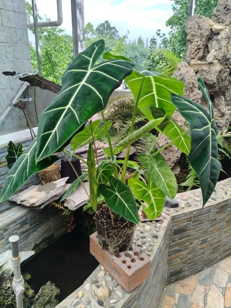Alocasia plant showing rootbound and suffocating roots after being removed from the pot, with tightly wrapped roots and signs of poor drainage.