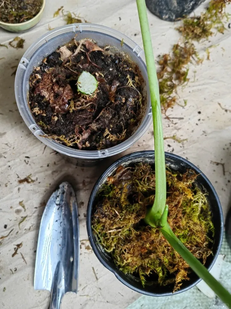 Alocasia stem cutting placed into a pot with moss and soil, positioned over the planting hole.