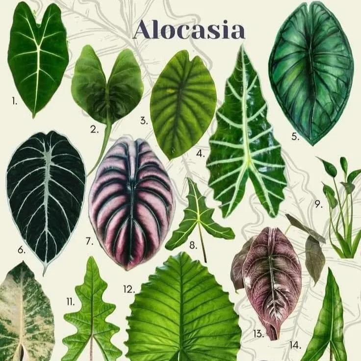 Alocasia Varieties