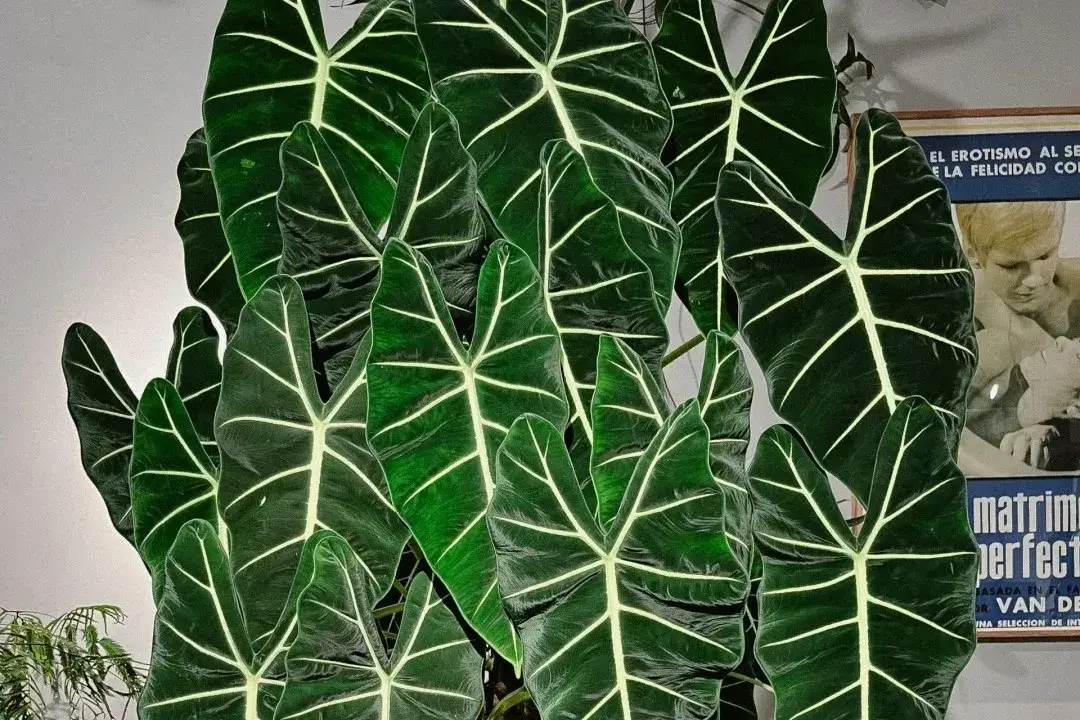 Alocasia plant with deep green leaves and bright white veins growing indoors in Portland home