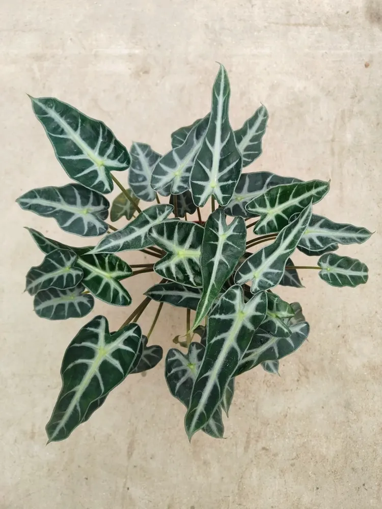 Arrow Alocasia