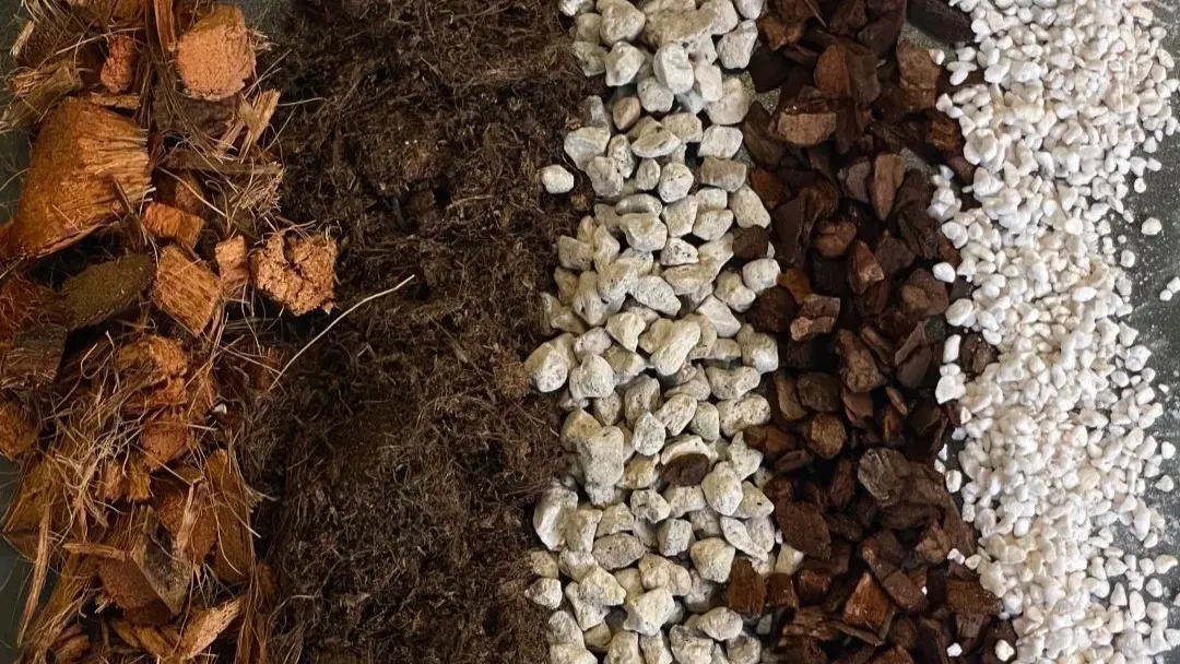 Best Soil Mix for Alocasia (DIY + Ready-Made Options)