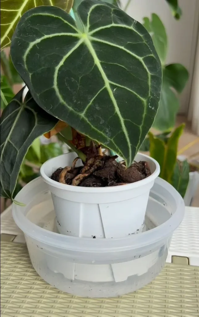 Bottom Soak Method