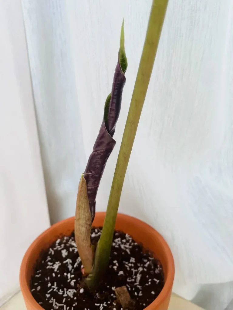 Case 1 — ‘Purgatory Viper’ From a Leafless Stump to a New Shoot