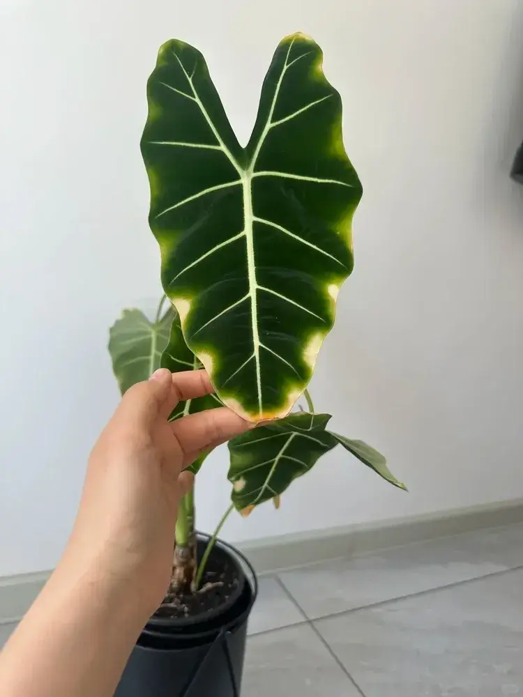 bonsai z dębu BONSAIWONDER | Carmona Dai - 17 lat main image 0