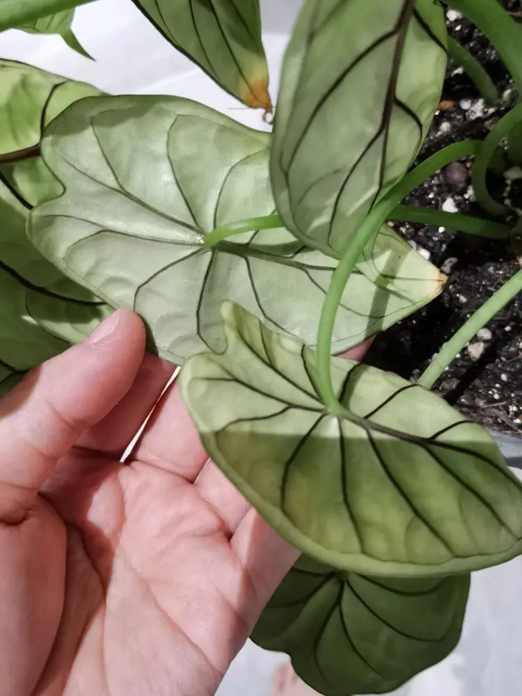 Alocasia Dragon Scale leaf backs being checked for pale damage, yellowing tips, and possible pest signs
