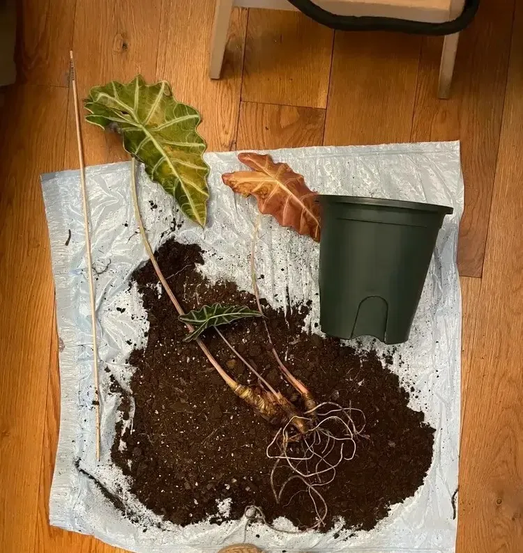 Close-up of chunky soil mix containing bark, perlite, and organic matter for better aeration.