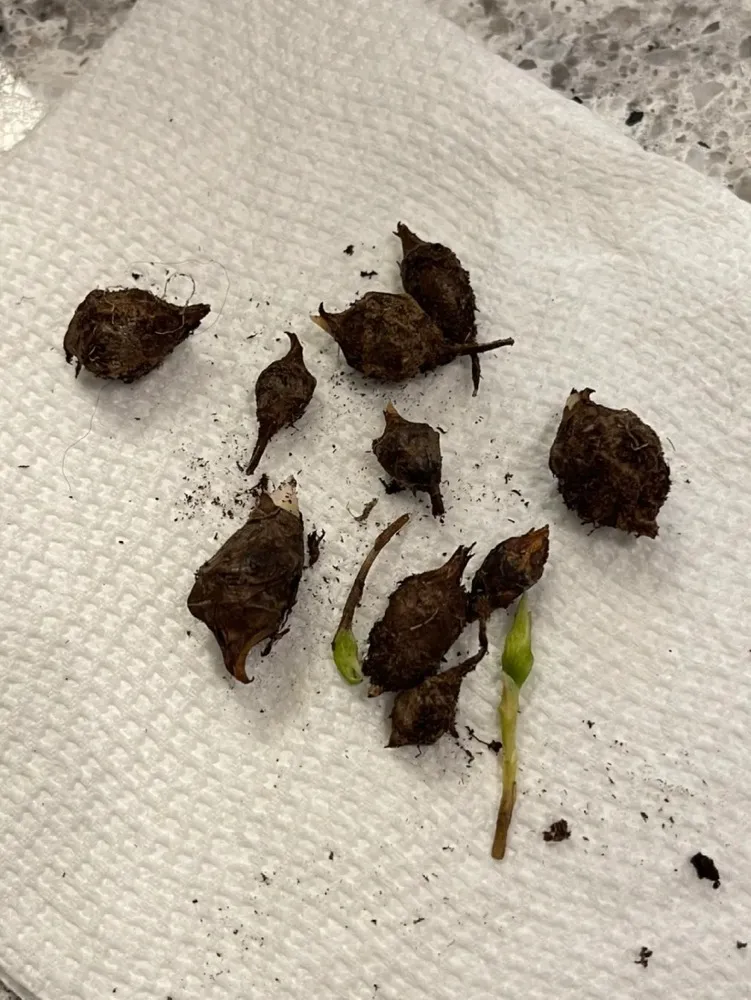 Multiple Alocasia corms laid out after cleaning, some already sprouting new growth.