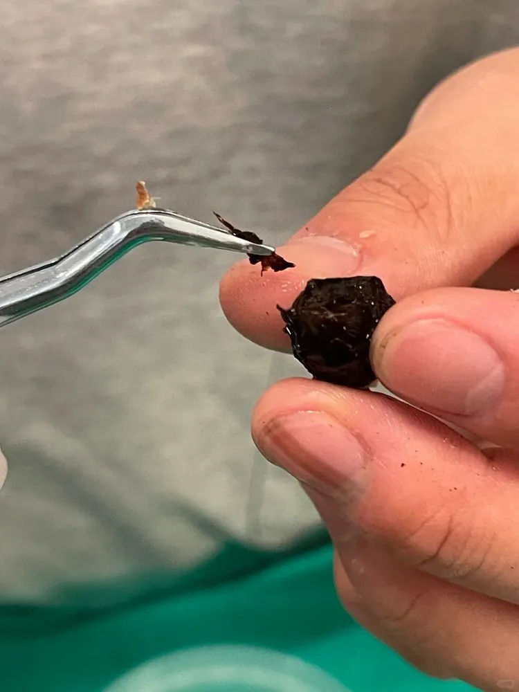 Hands removing decayed outer skin from a small Alocasia corm to expose healthy tissue.