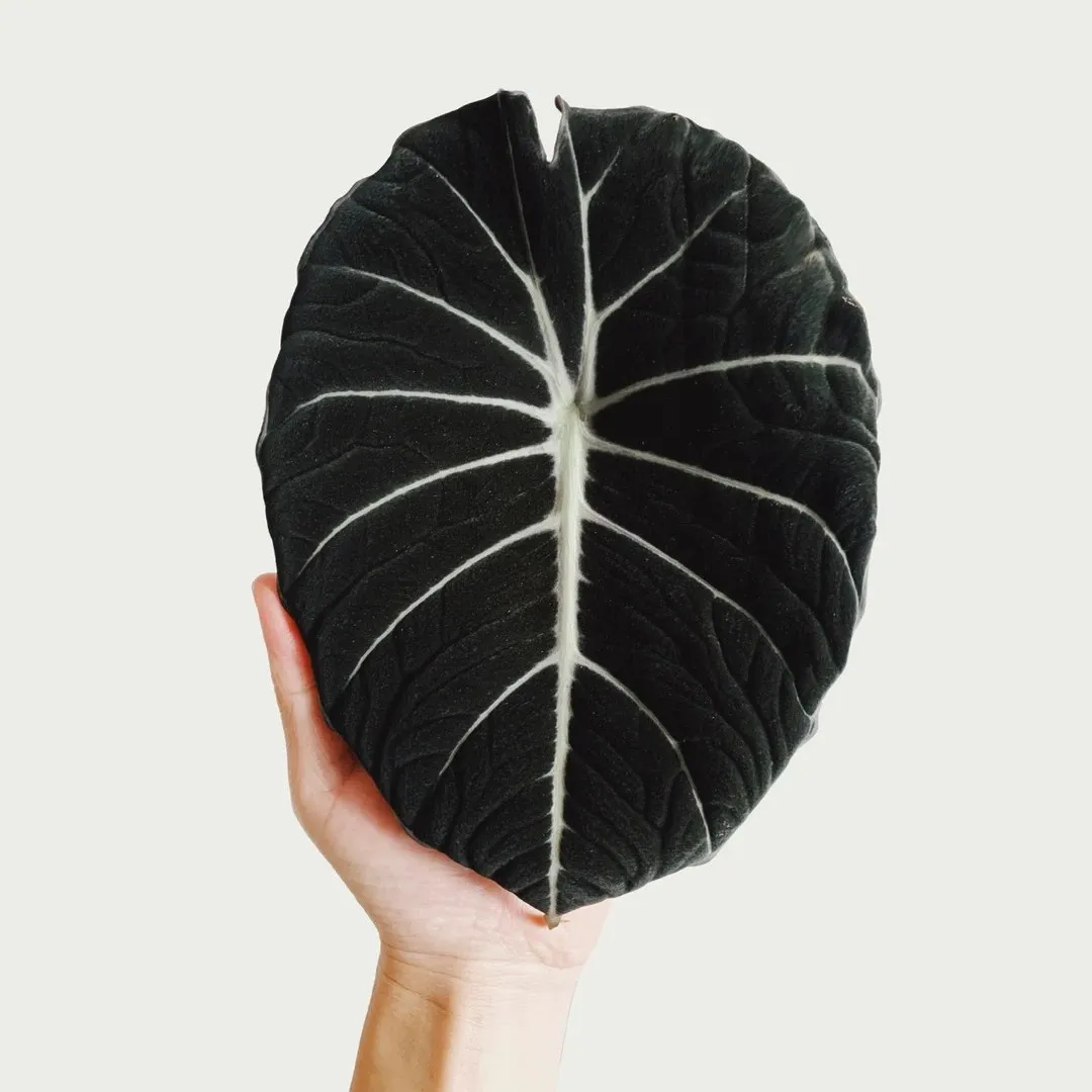 A large Alocasia Black Velvet leaf resting on a hand, showing its velvety dark surface and striking white midrib.