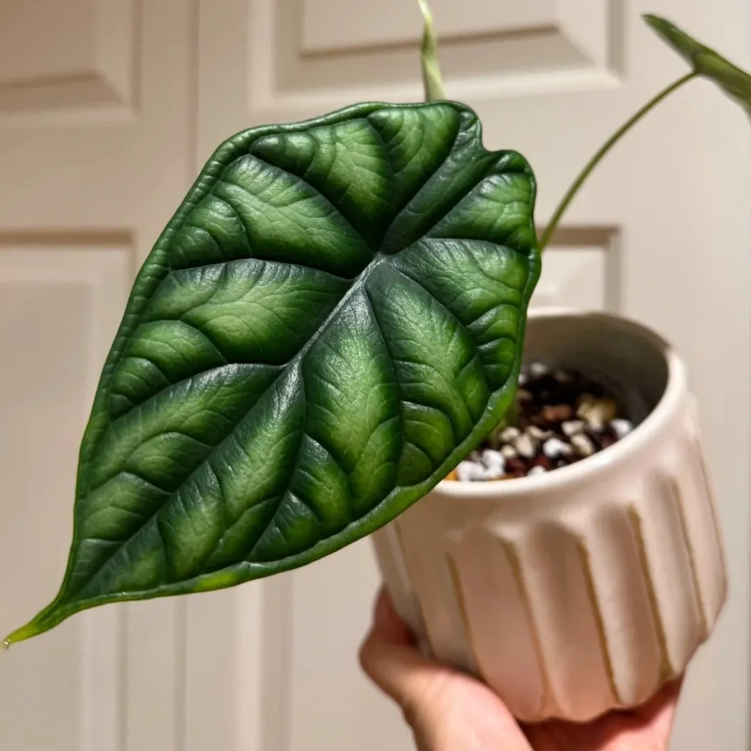 Close-up of a single Alocasia Dragon Scale leaf showing its glossy surface, deep green gradients, and sculpted veins.