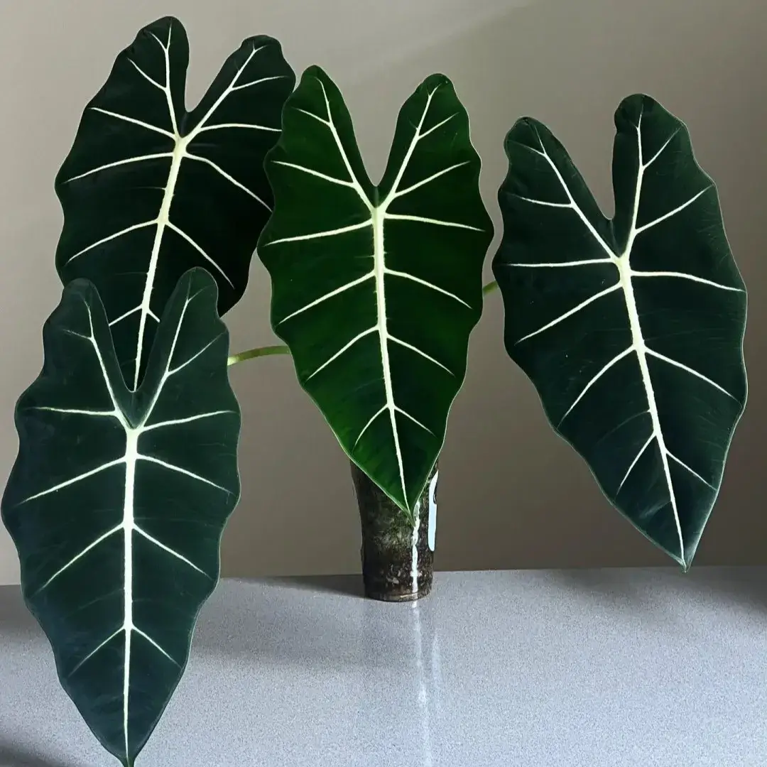 Large mature leaves of an Alocasia Frydek showing deep-green velvet texture and bright white veins.