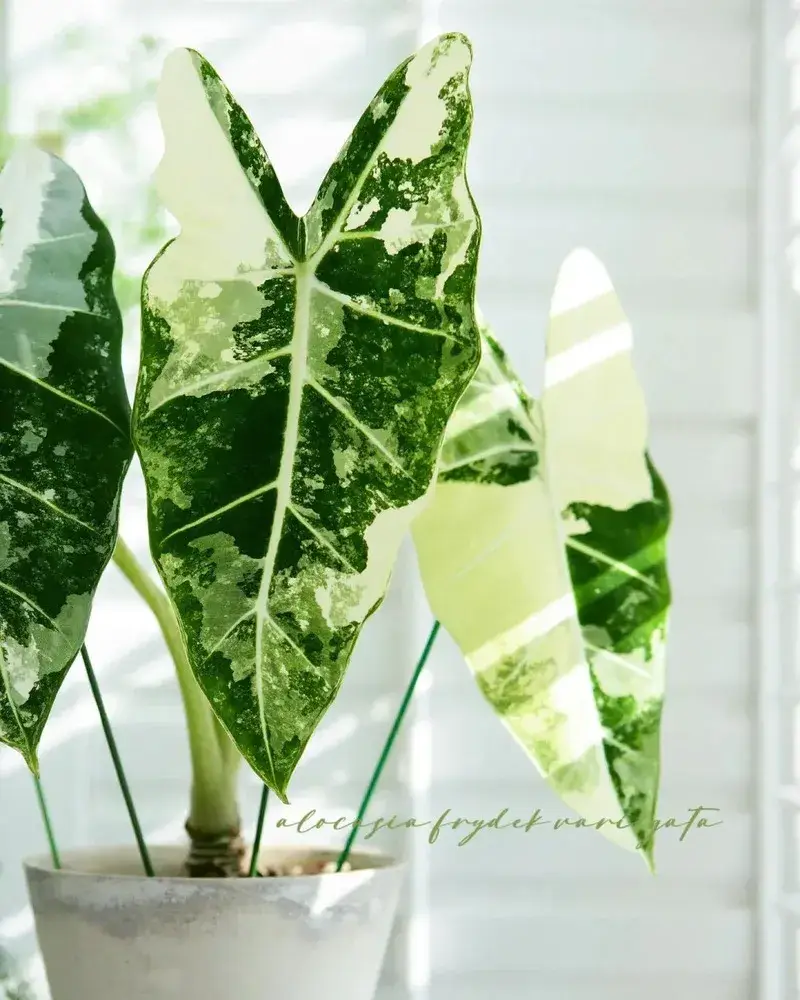 Alocasia Frydek Variegated with multiple leaves displaying mixed white-green variegation under gentle sunlight.