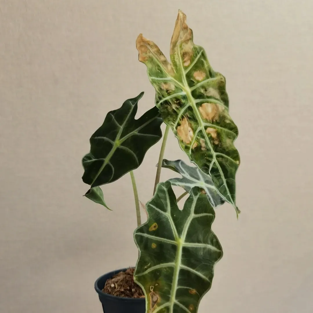 Indoor Alocasia plant showing common leaf problems and care issues