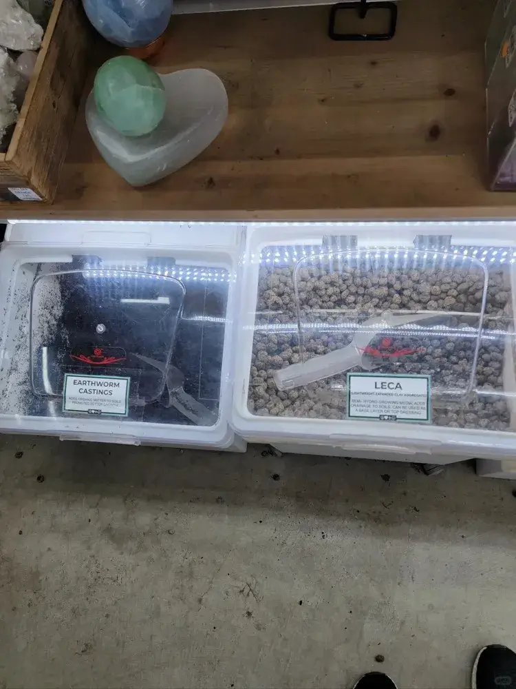 DIY Alocasia Soil Mix (Looser Version) — My Personal Blend