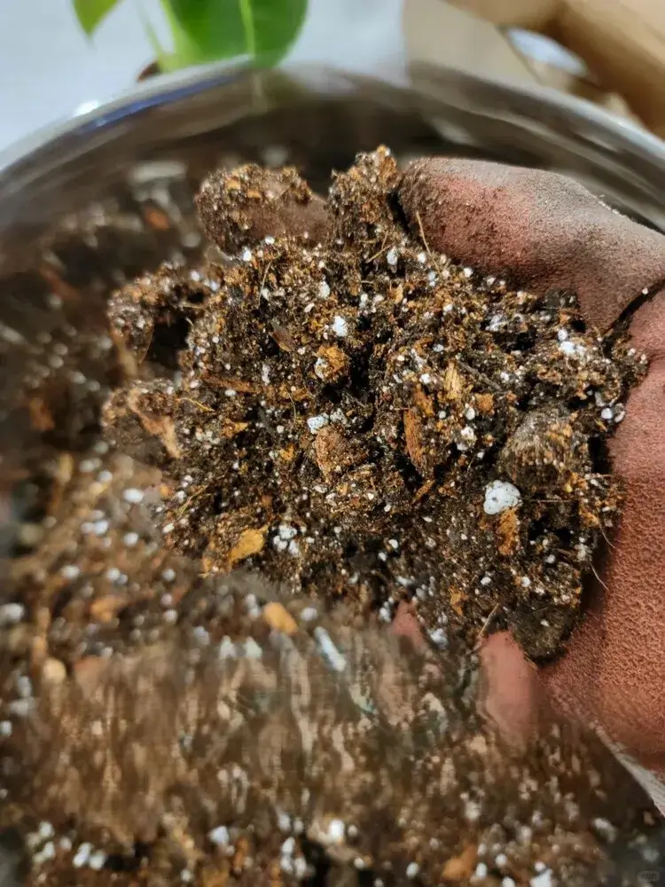 DIY Alocasia Soil Mix (Looser Version) — My Personal Blend