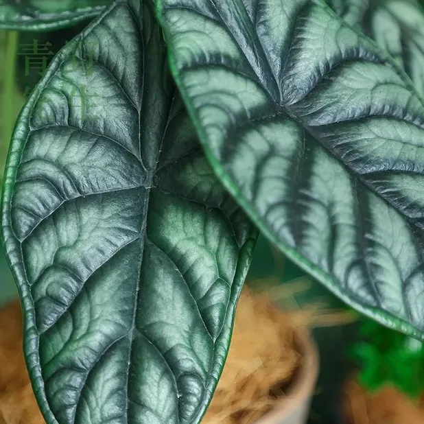 Detailed view of a darker Alocasia Dragon Scale leaf with silver-green tones and prominent raised venation.