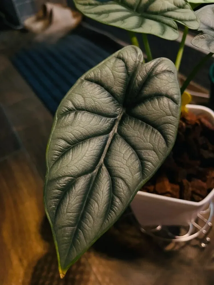 Close-up of an Alocasia Dragon Scale leaf showing embossed texture, dark green shading, and thick venation.