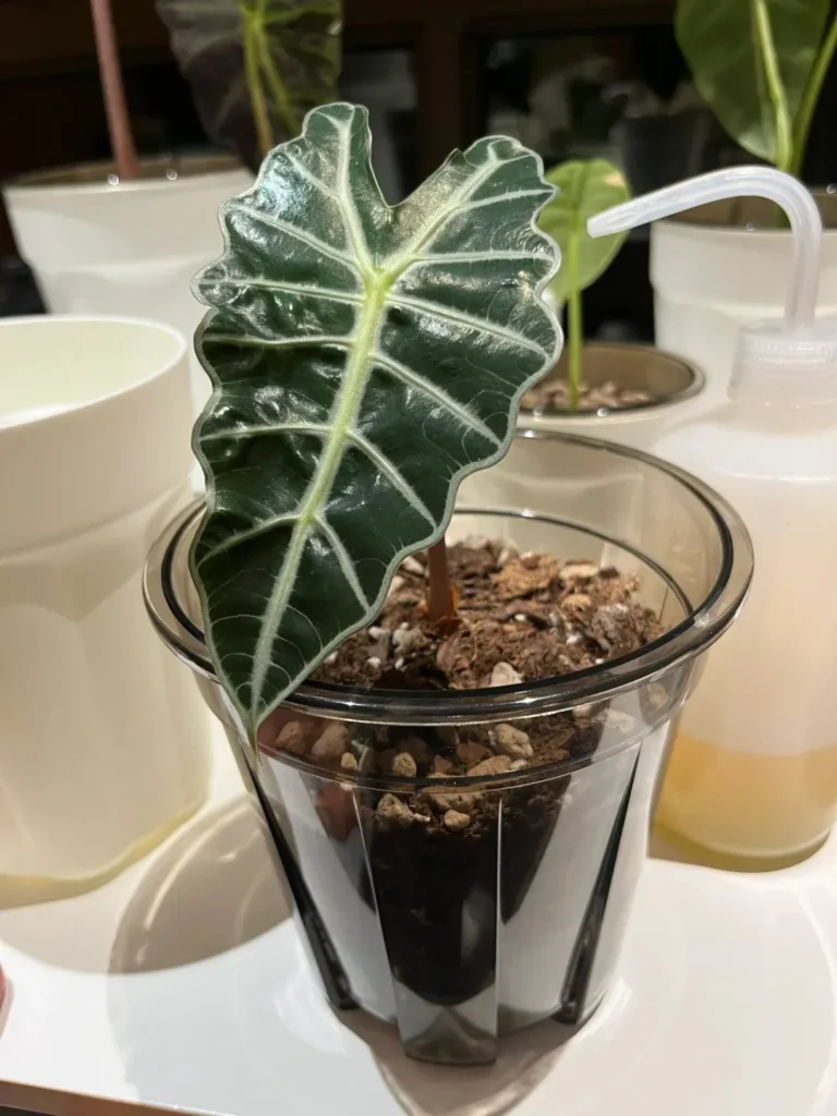 Edge Watering Method