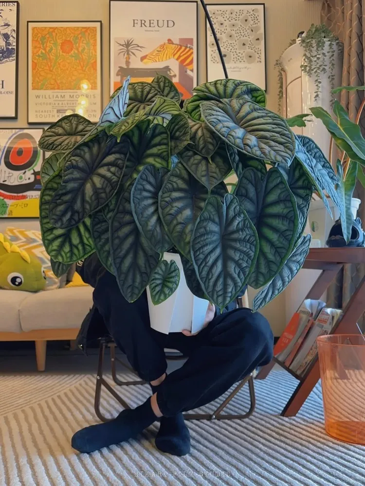 Oversized Alocasia Dragon Scale plant with thick, textured leaves, held by a person sitting in a cozy living room.