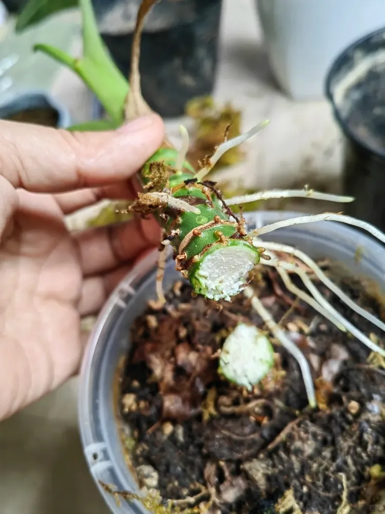 Clean-cut Alocasia stem section with visible nodes and roots, ready for propagation.