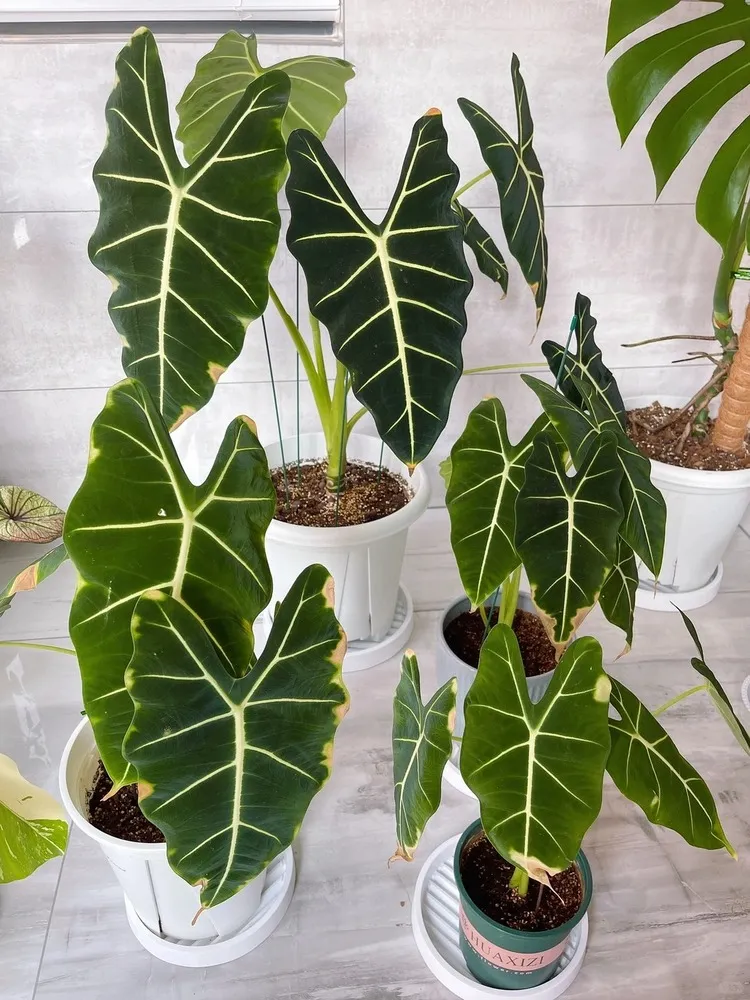 Multiple Alocasia divisions potted separately, showing healthy leaves after repotting.