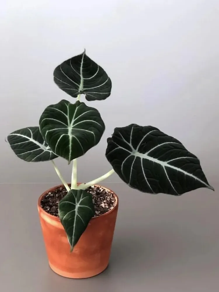 Alocasia Black Velvet plant in a terracotta pot, featuring symmetrical dark leaves with bright white veins against a soft grey background.