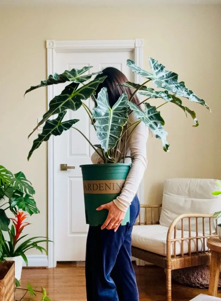 Woman holding a large Alocasia Polly in a green pot, showing the plant’s wide dark-green leaves and bright veins inside a cozy living room.