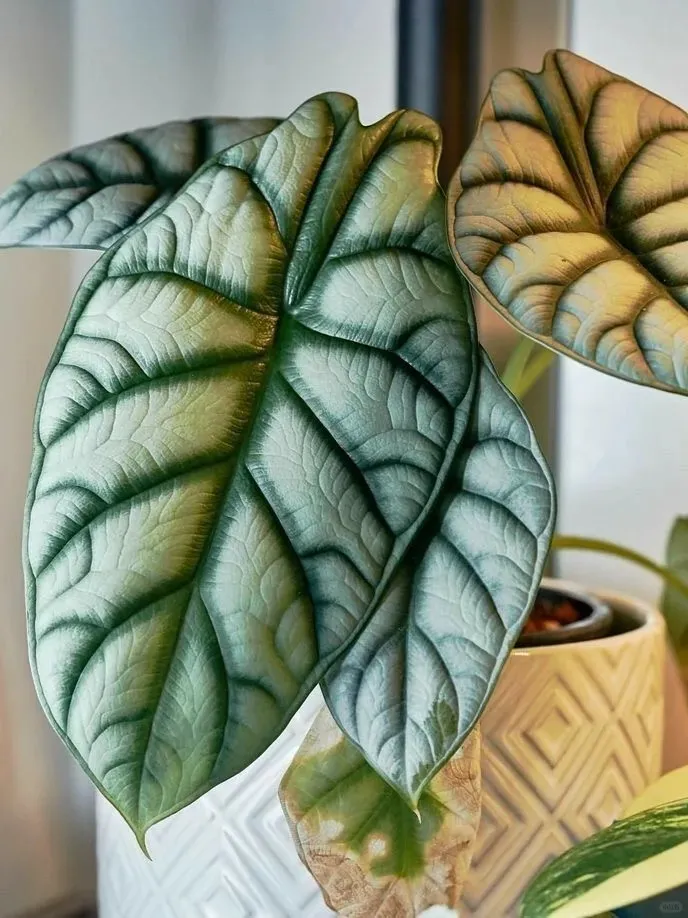 How I Care for My Alocasia Dragon Scale — Simple Indoor Guide for Beginners