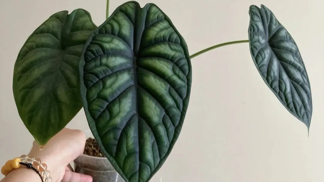 How I Care for My Alocasia Dragon Scale — Simple Indoor Guide for Beginners