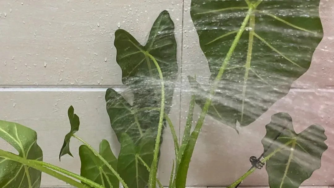 How Often Should You Water Alocasia (Seasonal Guide)