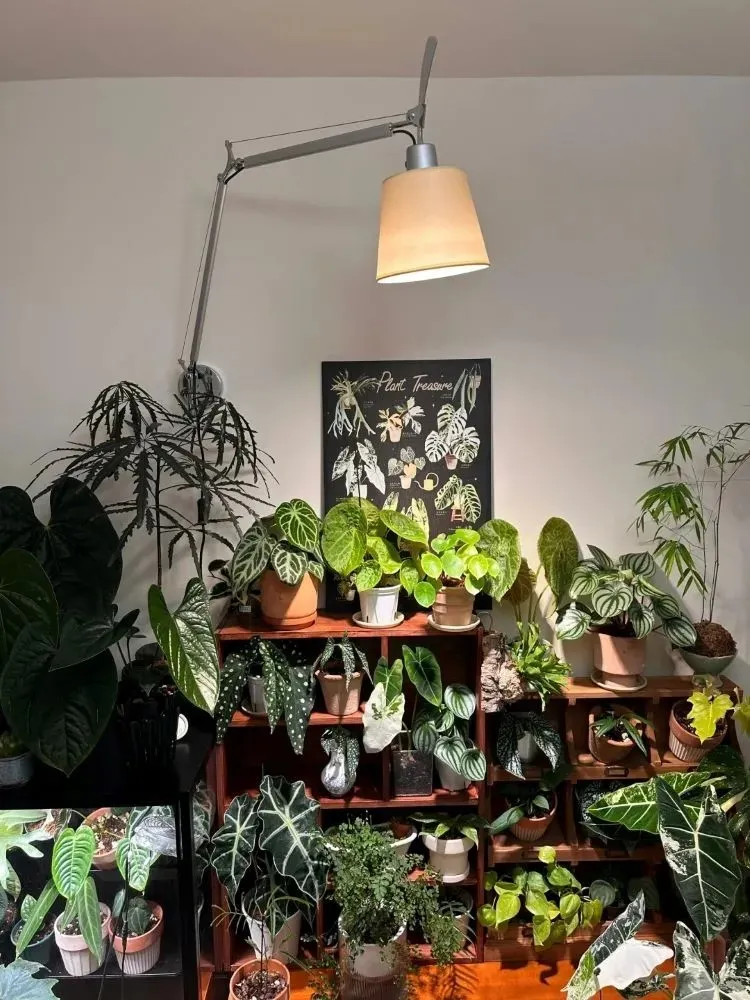 How to Care for Alocasia The Complete Guide for Thriving Plants