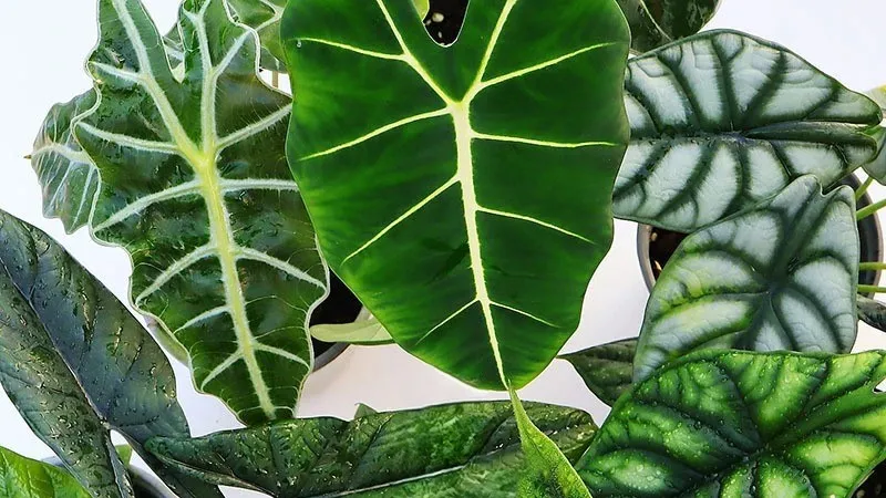 How to Care for Alocasia The Complete Guide for Thriving Plants (2)