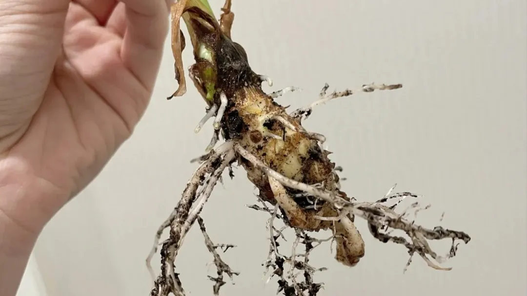 How to Fix Root Rot in Alocasia (Before It’s Too Late)