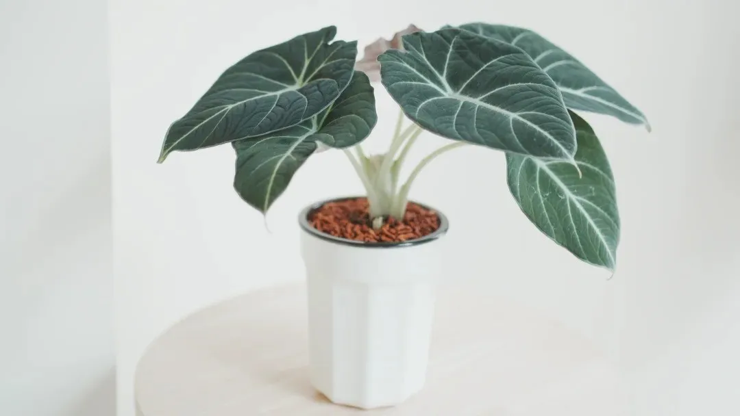 How to Grow Alocasia Black Velvet Simple Care for a Sensitive Beauty