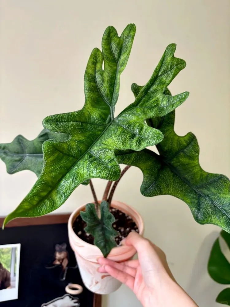 How to Grow Alocasia Jacklyn Indoors — Care Tips for This Rare Sulawesi Aroid