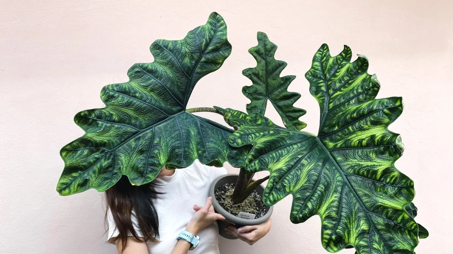 How to Grow Alocasia Jacklyn Indoors — Care Tips for This Rare Sulawesi Aroid