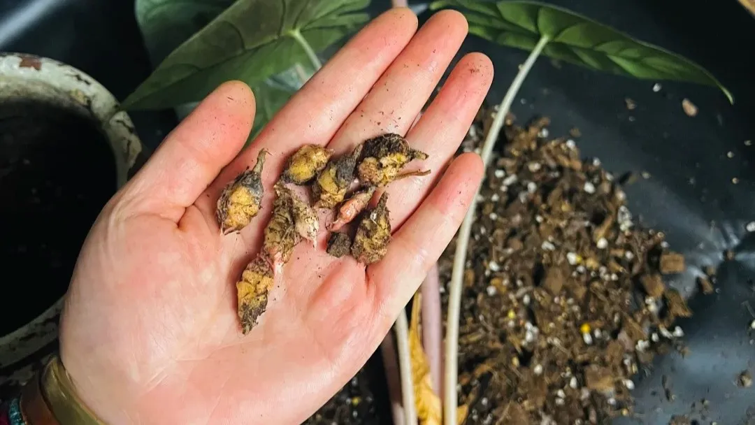 How to Propagate Alocasia Corms, Offshoots, and More