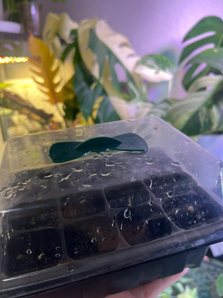 Seedling tray with clear humidity dome used to sprout Alocasia corms in a warm, moist environment.