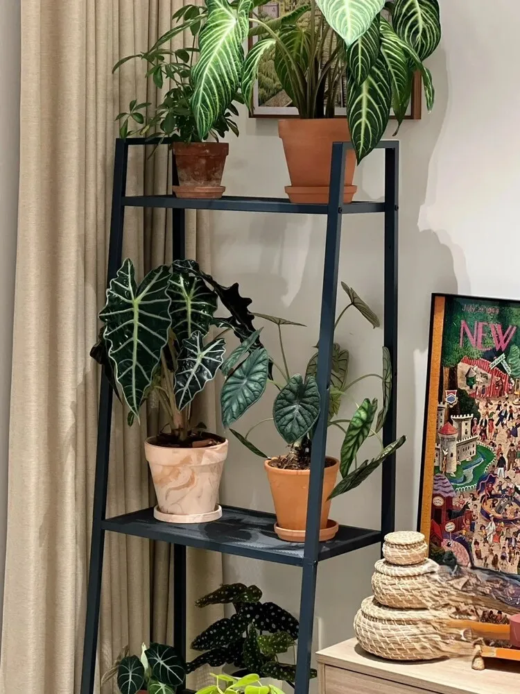 Alocasia Dragon Scale growing on an indoor metal plant shelf alongside Philodendron, Begonia, and other houseplants.