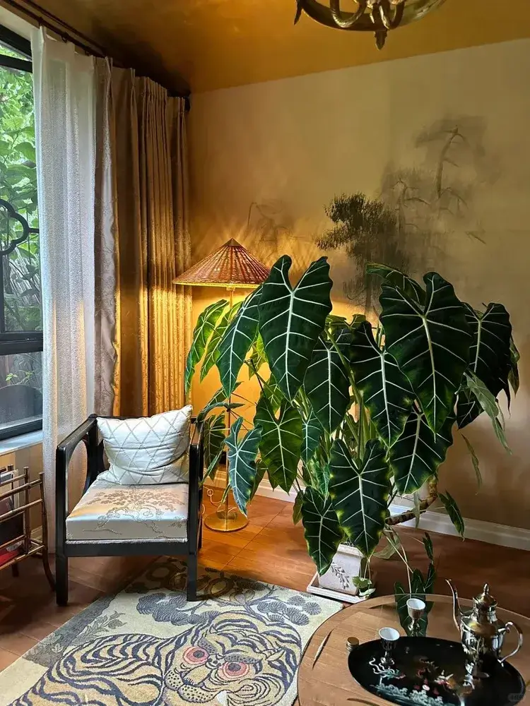 Alocasia Frydek with large velvety leaves placed beside a cozy armchair in a warmly lit living room.