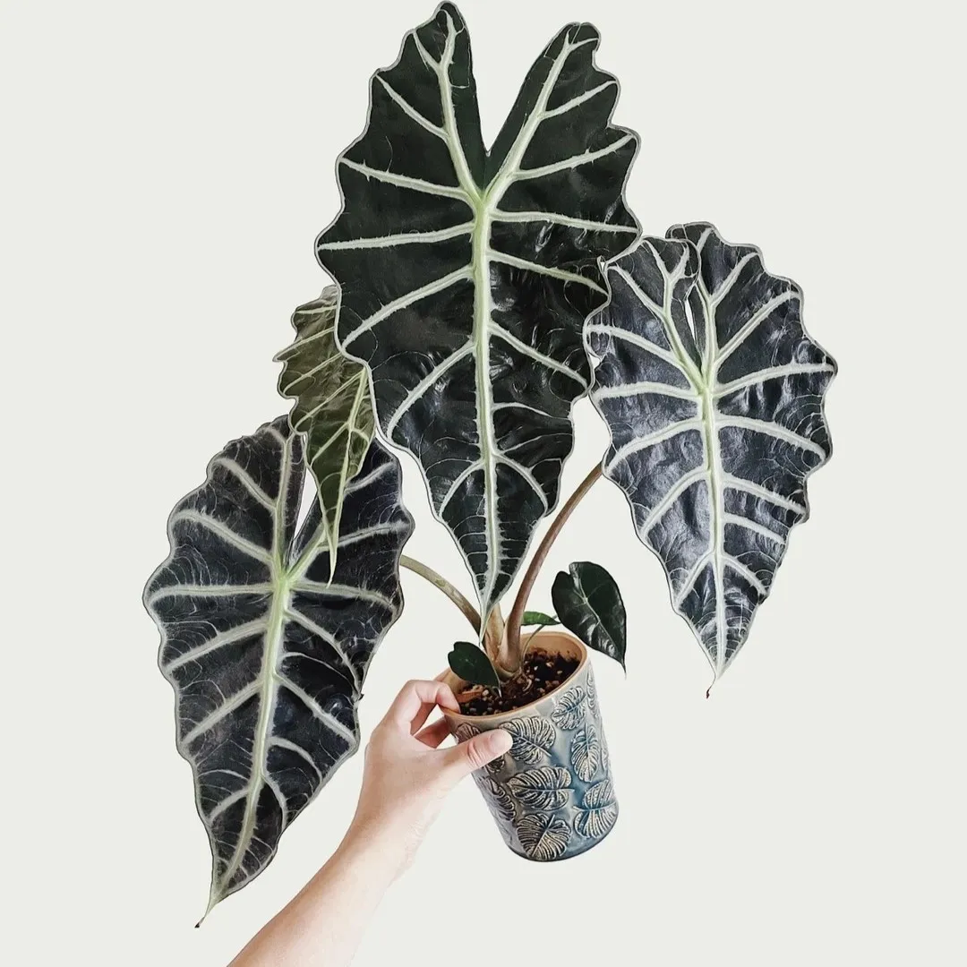 Alocasia Polly Care: Don't Repot It the Wrong Way