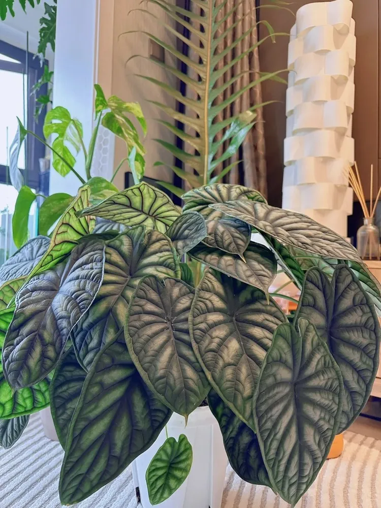 Close view of a large, mature Alocasia Dragon Scale plant with dense silver-green leaves in bright indoor light.