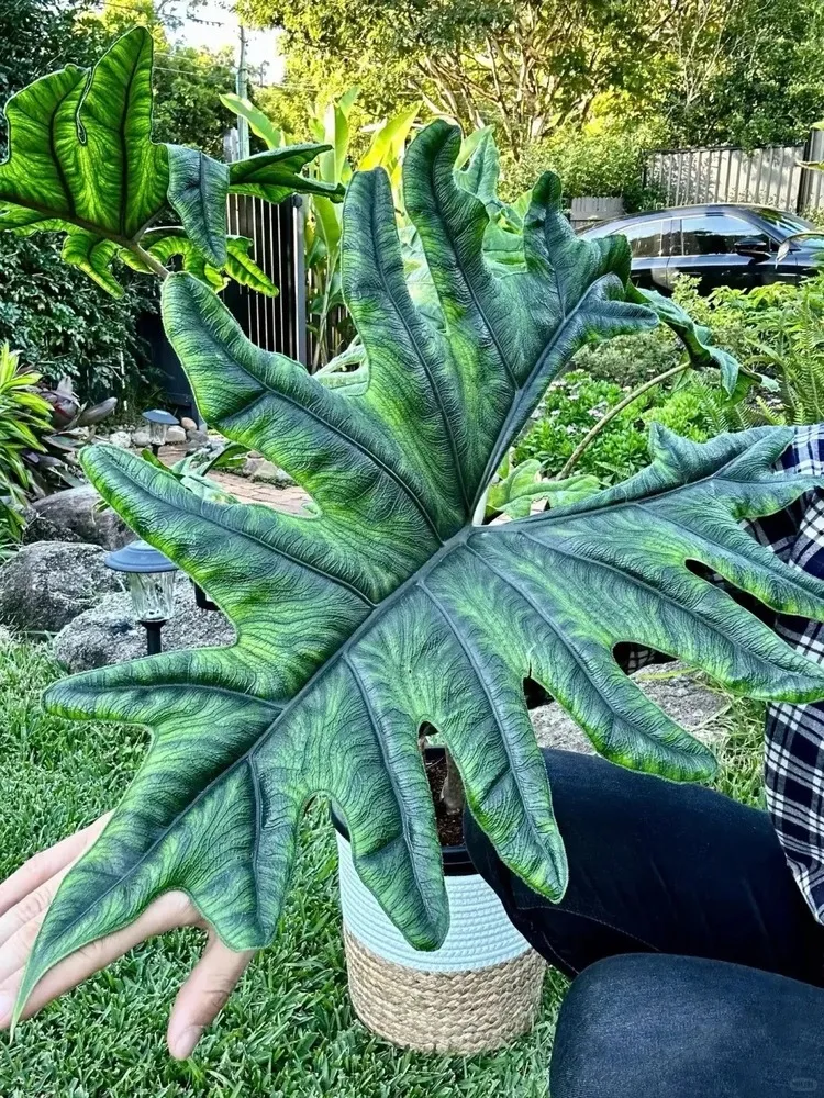 A massive Alocasia Jacklyn leaf grown outdoors, showing dramatic size and intricate green veining held by a person kneeling on the grass.