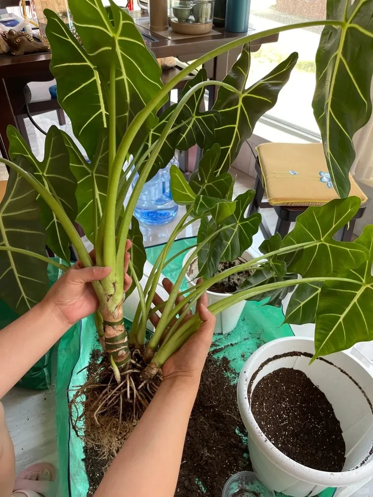 Hands holding a mature Alocasia plant with exposed roots, preparing to separate offsets for division.