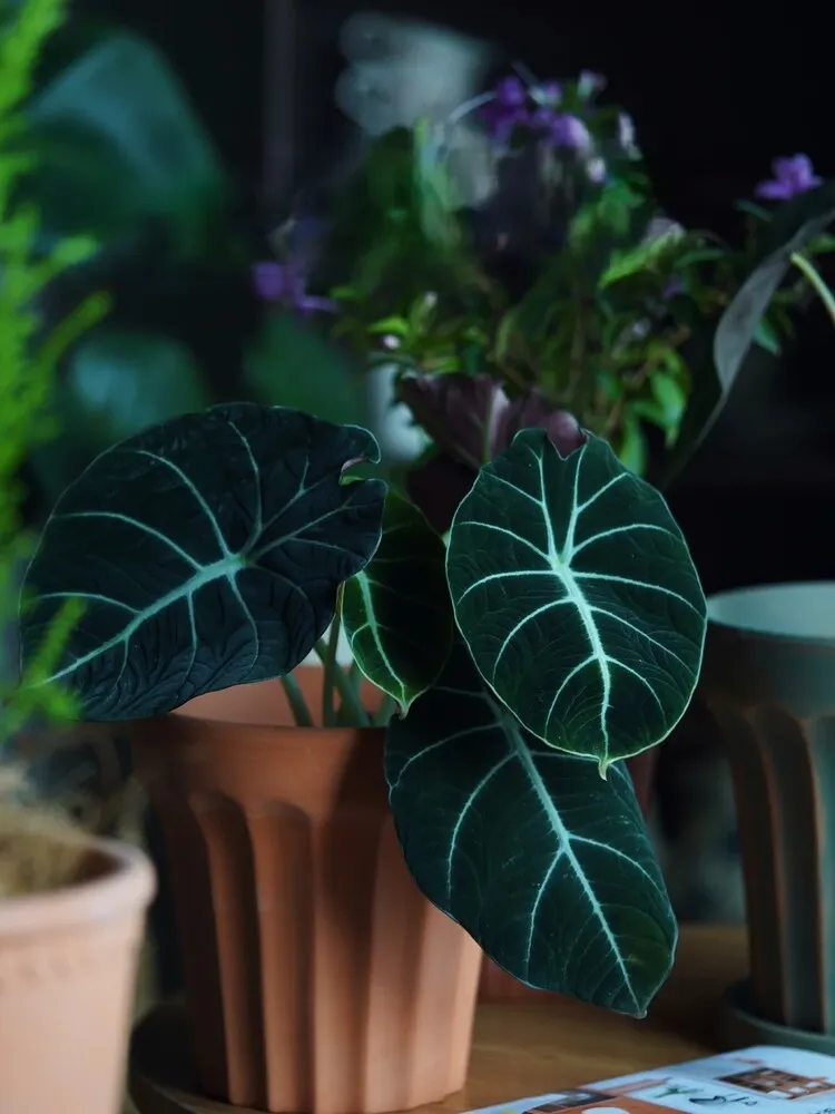 Large Alocasia Black Velvet in an indoor terracotta pot, surrounded by other houseplants, featuring velvety dark leaves with pronounced white veins.